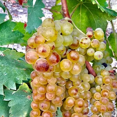 Pian Del Duca Vesime